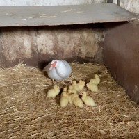 Učení o zvířátkách v ZOO Radonice