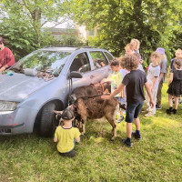 Kozy v družině? Ano! A rovnou tři.